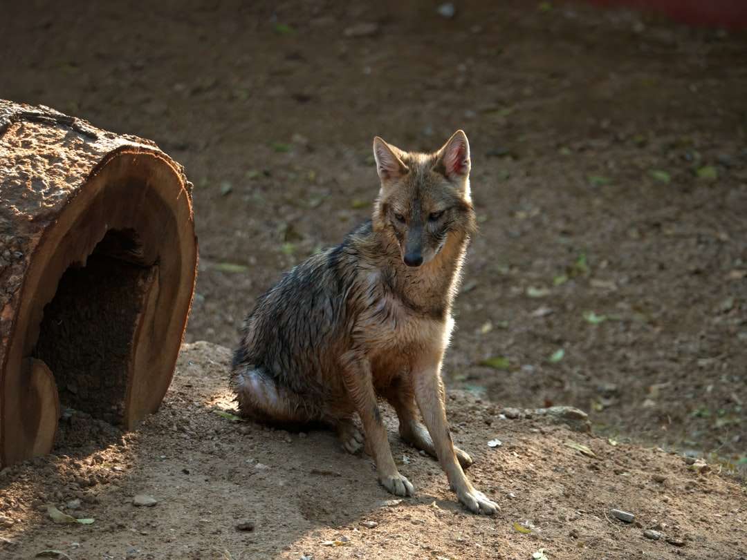 коричнева і чорна лисиця, стоячи на коричневому ґрунті вдень онлайн пазл
