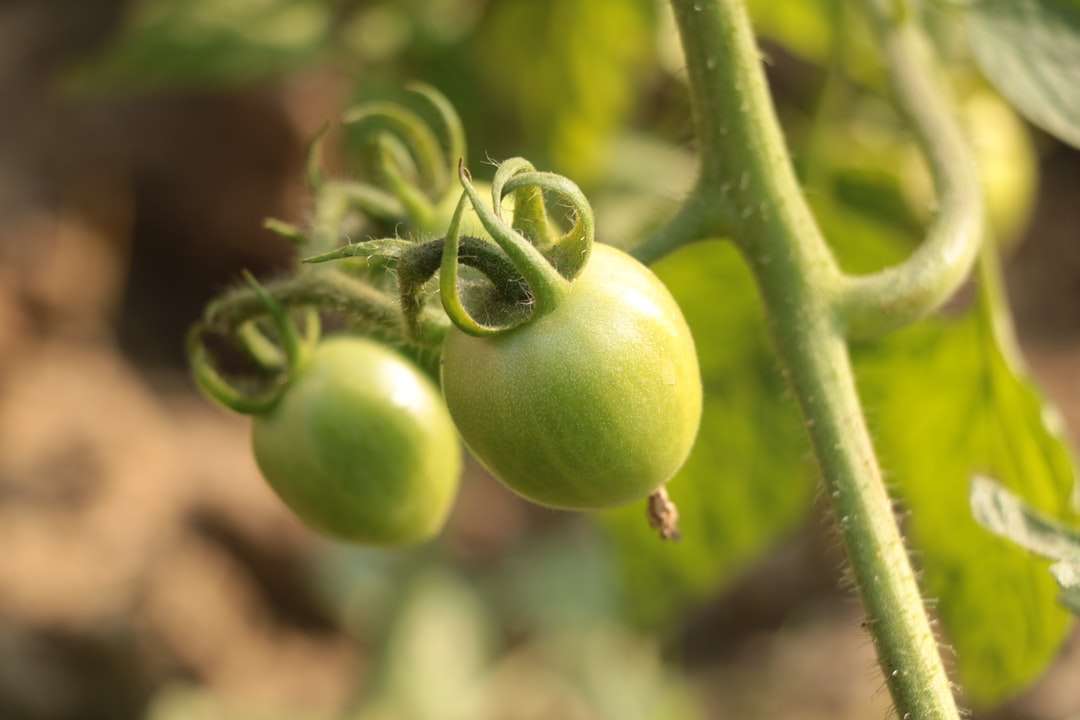 Zelené kulaté ovoce v zblízka fotografování skládačky online