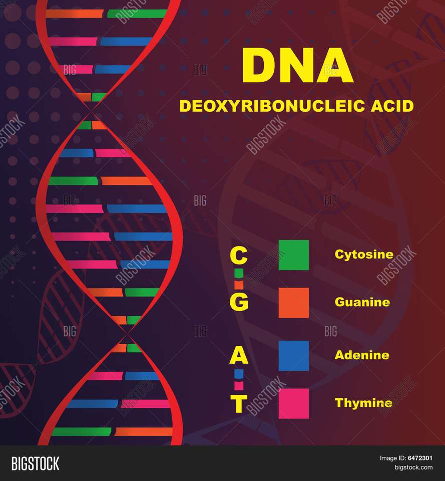 ДНК молекула на живота онлайн пъзел