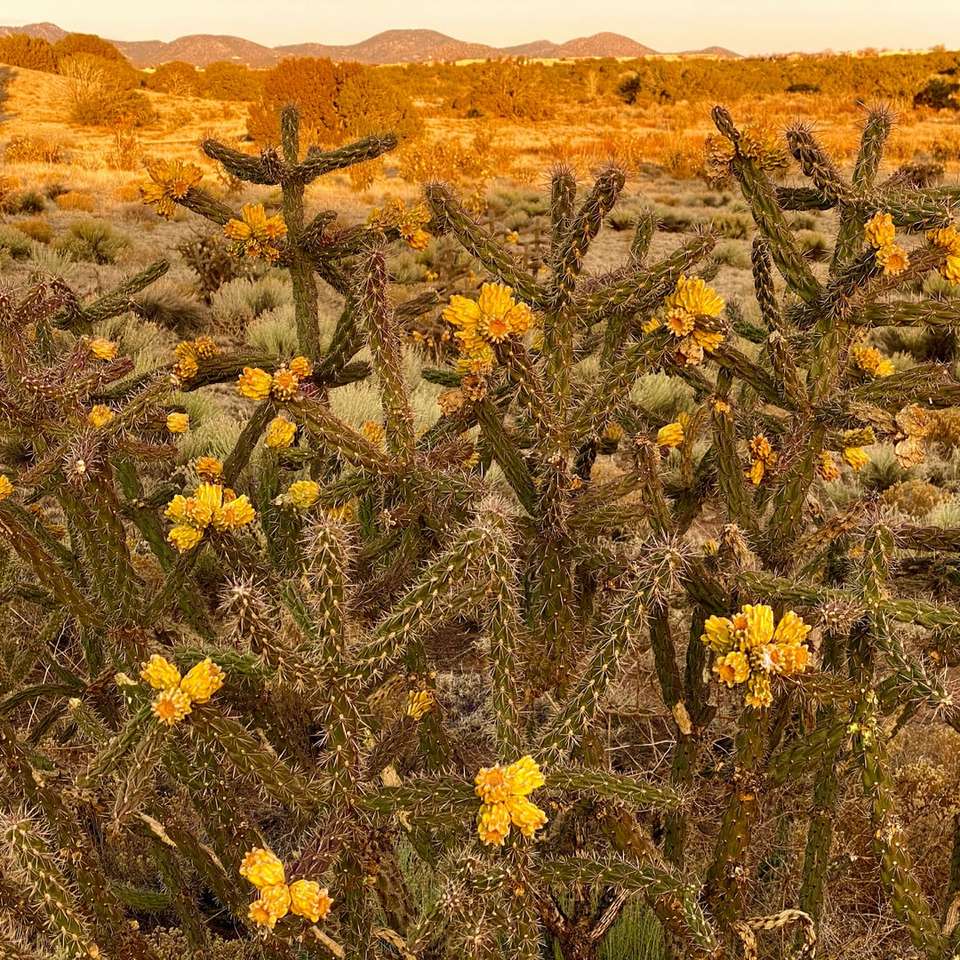 жълти цветя на кафяво поле през деня онлайн пъзел