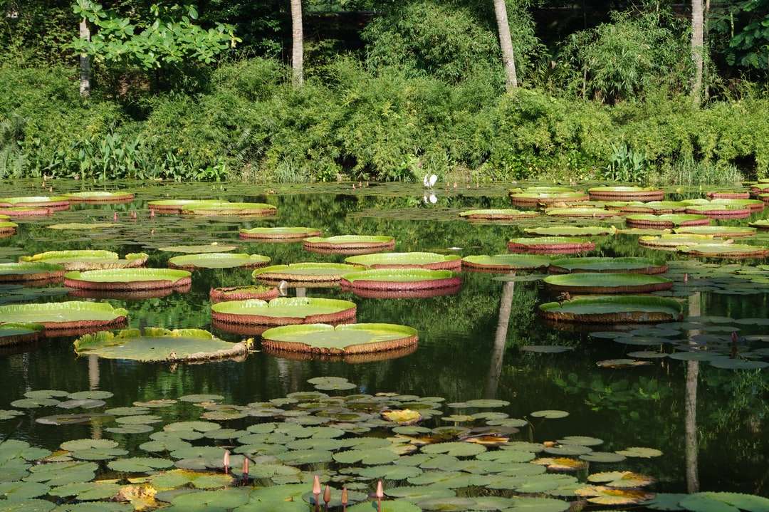 green and brown water lilies on water jigsaw puzzle online