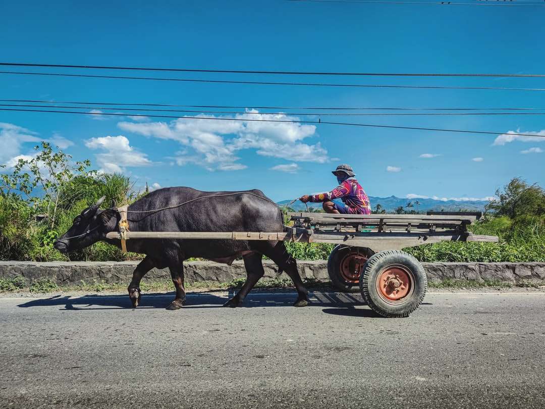 Schwarze Kuh auf braunem Holzwagen unter blauem Himmel tagsüber Puzzlespiel online