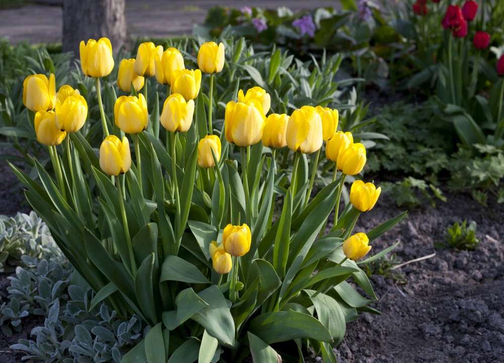 желтые тюльпаны онлайн-пазл