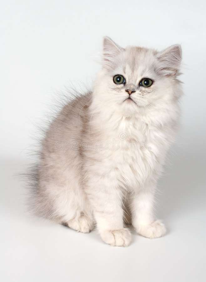 wit kitten online puzzel