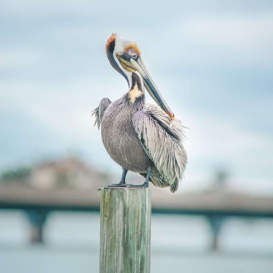 Šedá pelikán na hnědé dřevěné post během dne skládačky online