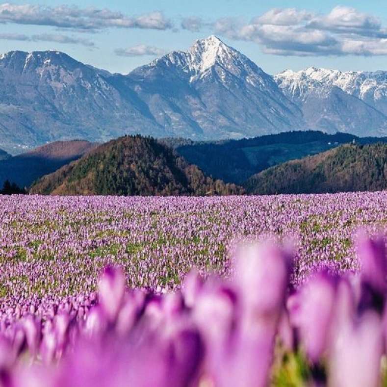 Весна в горах. пазл онлайн