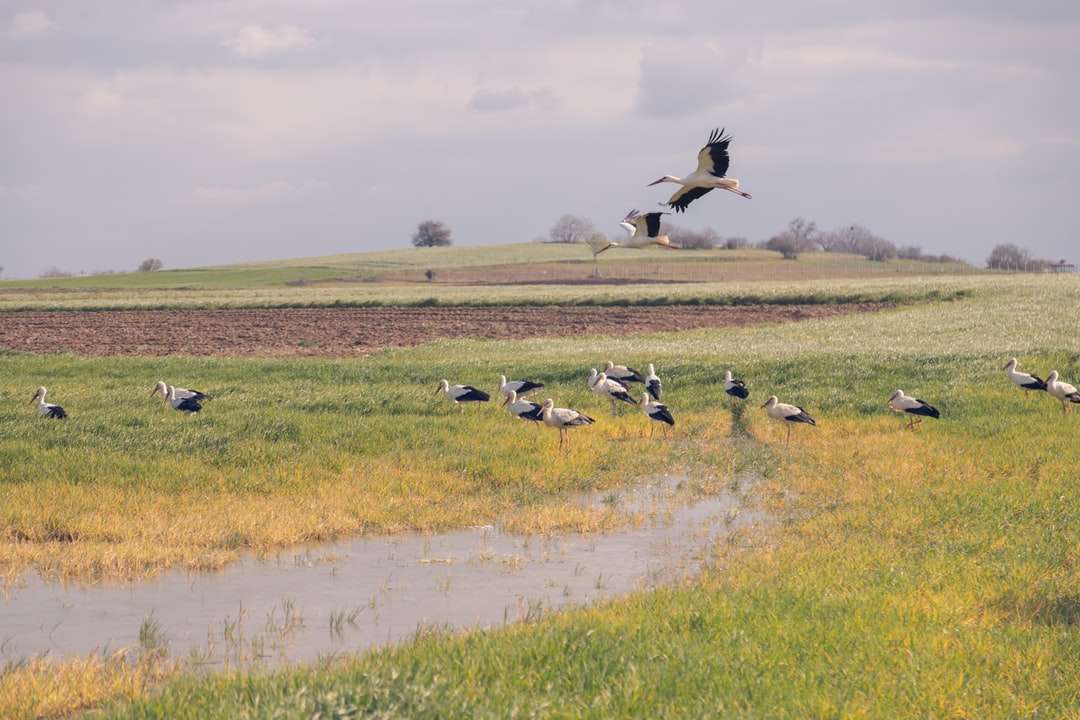 Pájaro blanco y negro volando sobre campo de hierba verde rompecabezas en línea