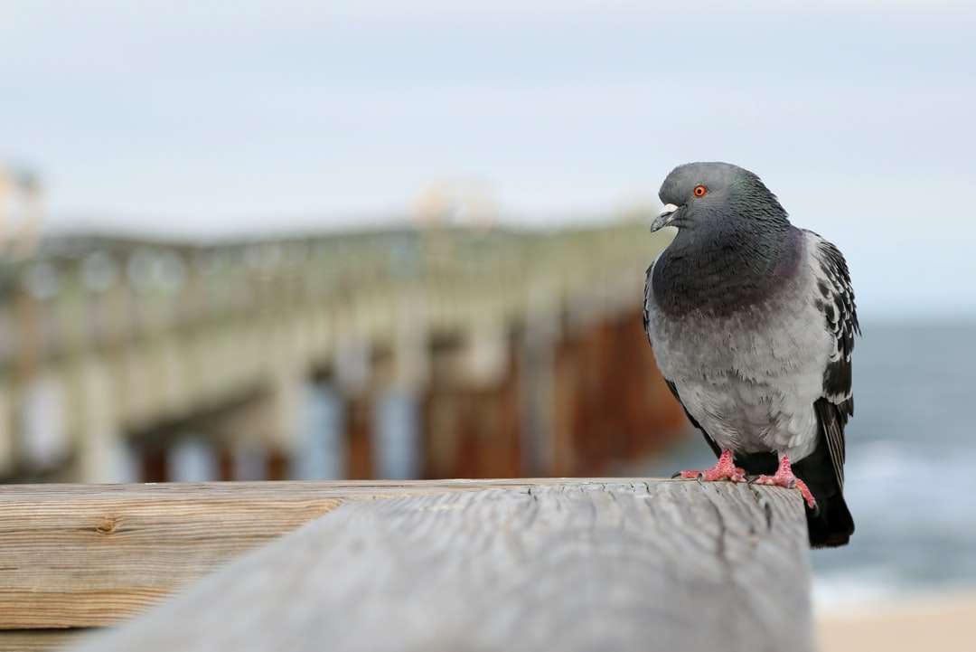 Zwarte en grijze vogel op bruin houten hek overdag legpuzzel online