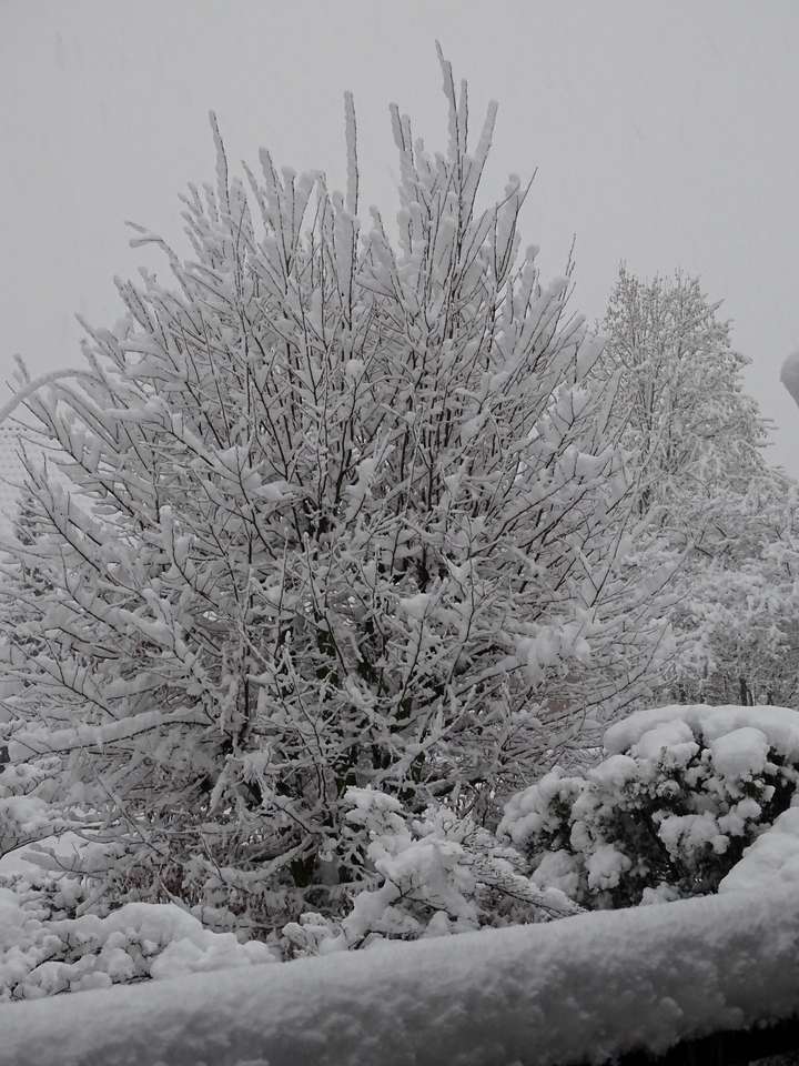 Дерево в зимнем наряде онлайн-пазл