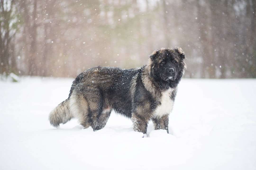 Svartvitt kort belagd hund på snötäckt mark Pussel online