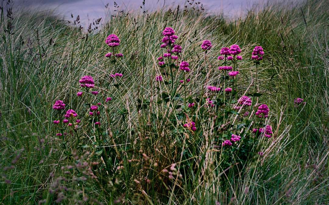 Fleurs violettes sur le champ d'herbe verte pendant la journée puzzle en ligne