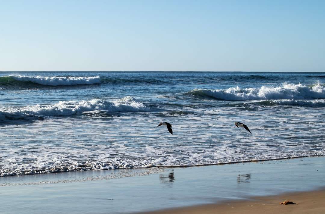 Pájaros volando sobre el mar durante el día. rompecabezas en línea