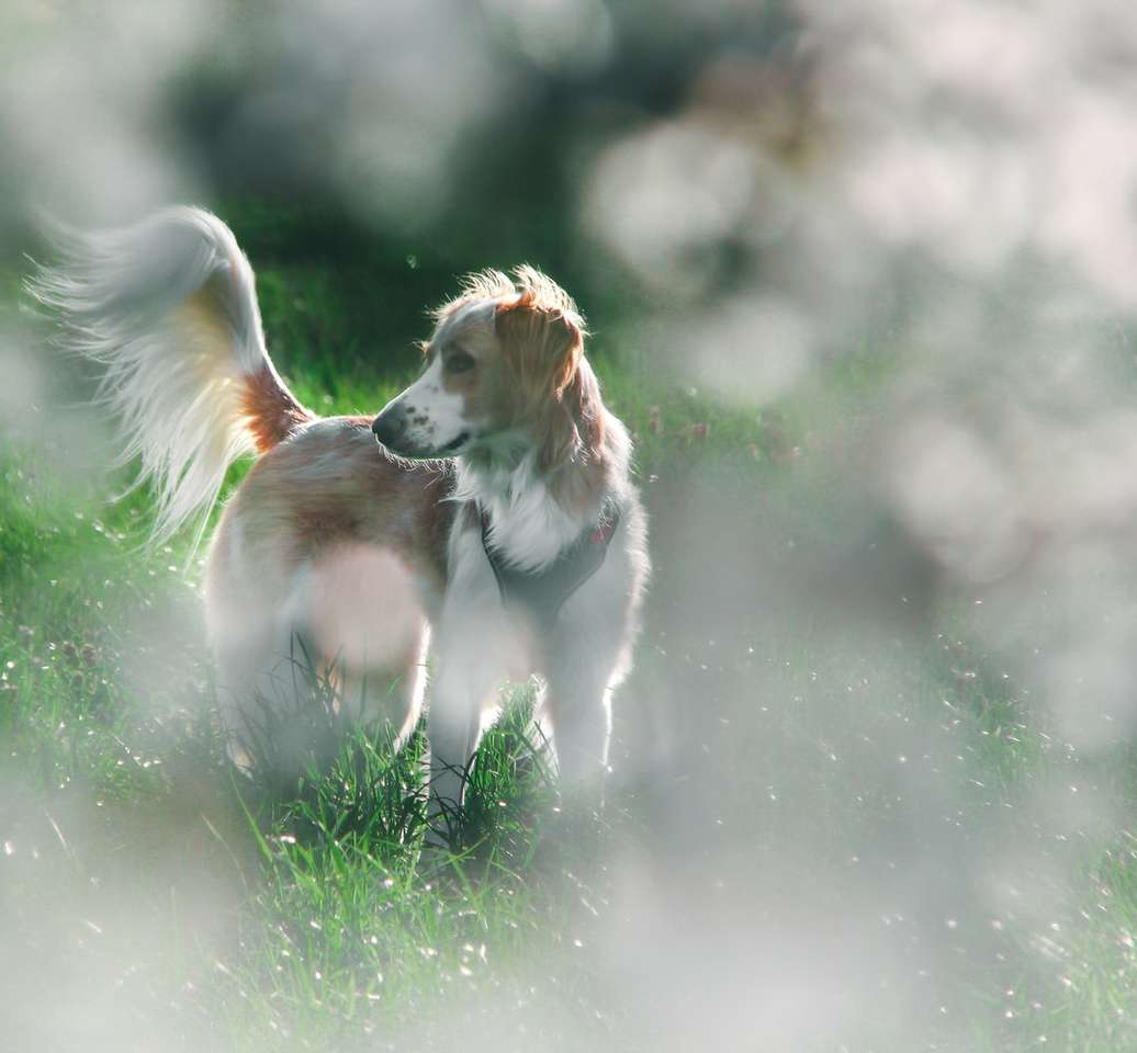 Cão revestido longo branco e marrom no campo de grama verde puzzle online