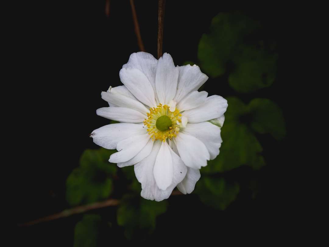 Λευκό λουλούδι στο φακό μετατόπισης κλίσης παζλ online