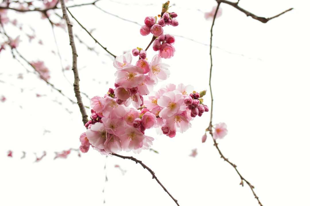 Rózsaszín és fehér virágok a barna fa ágon kirakós online
