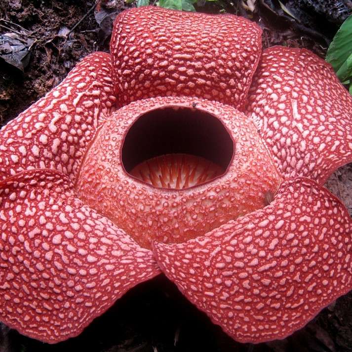 Arnold Bouquet - εξωτικό λουλούδι παζλ online