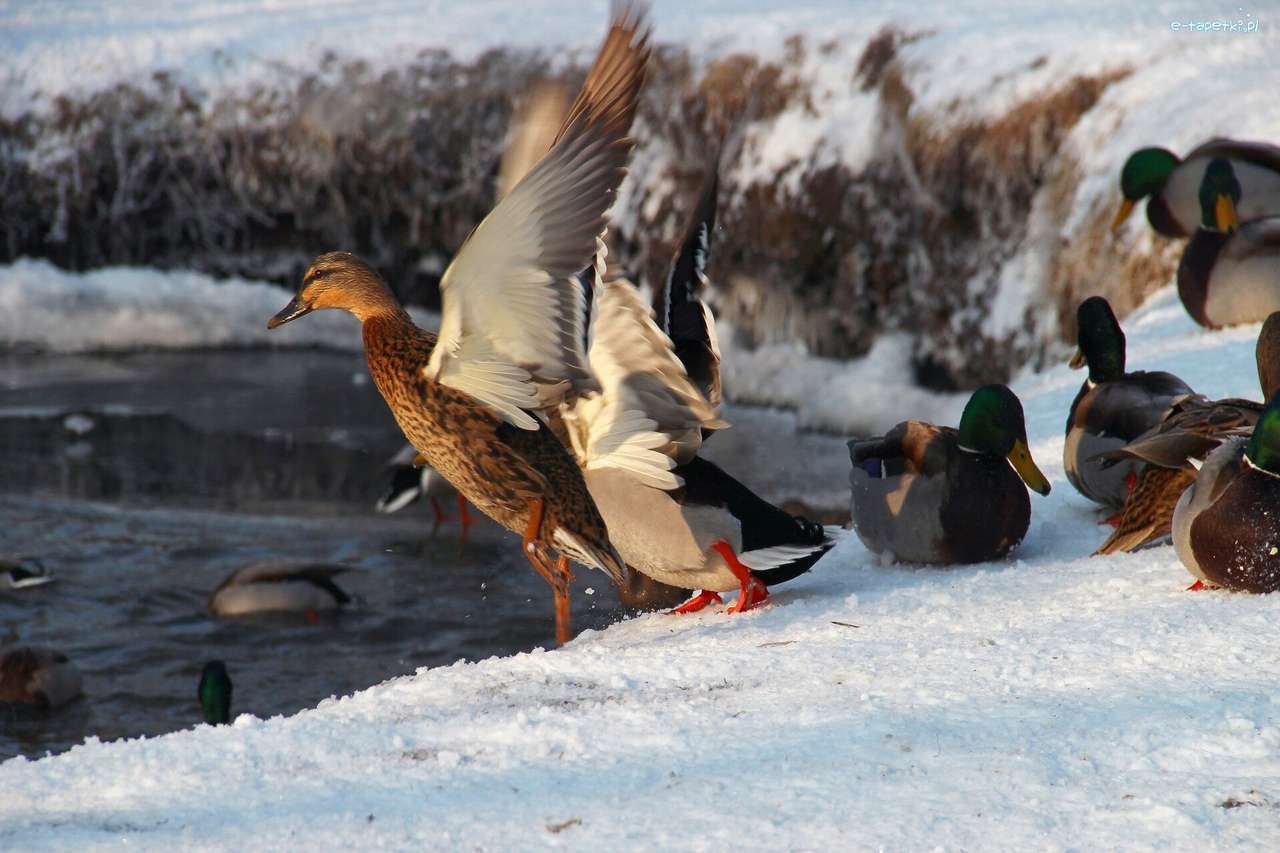 Wild flock of ducks online puzzle