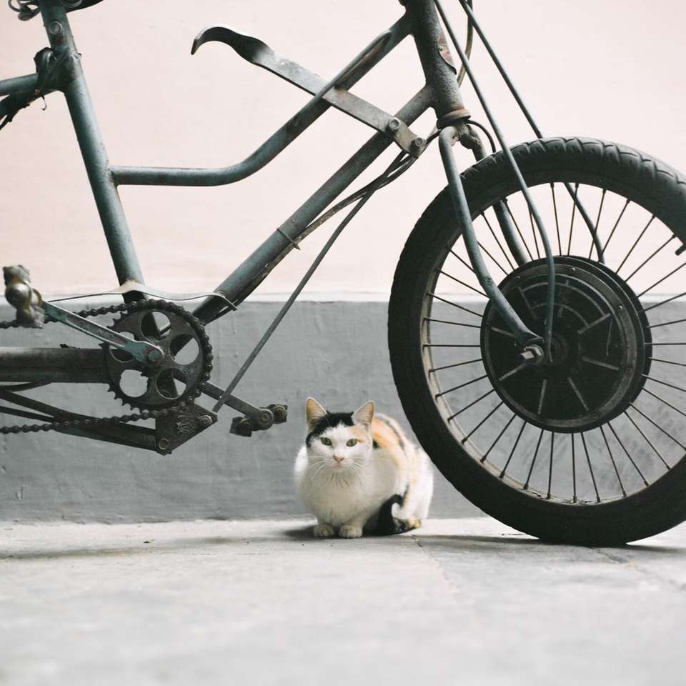 Λευκή και καφέ γάτα σε μαύρο τροχό ποδηλάτου online παζλ