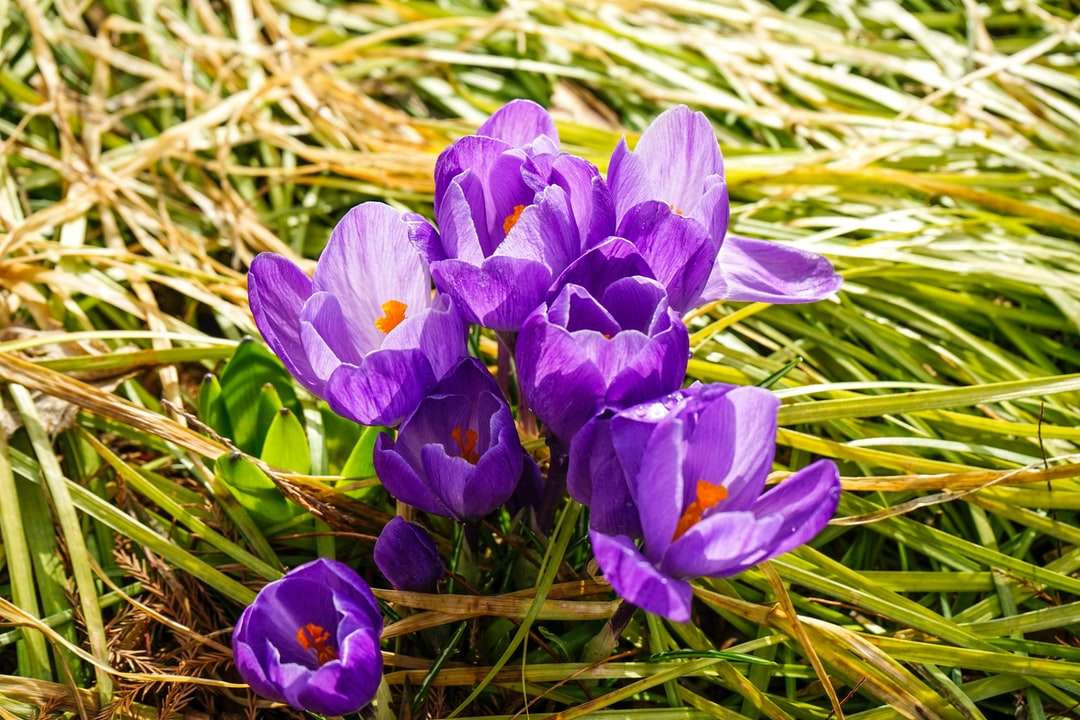 Purpurrote Krokusblumen in der Blüte tagsüber Online-Puzzle