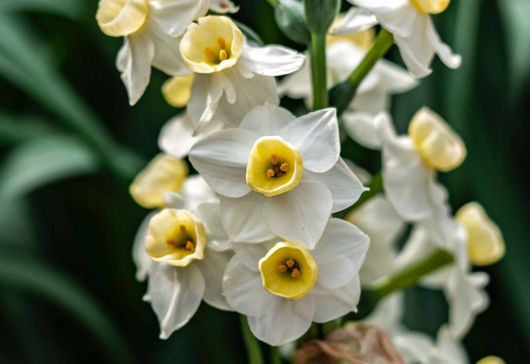 Fehér és sárga nárciszok virágzás közben online puzzle
