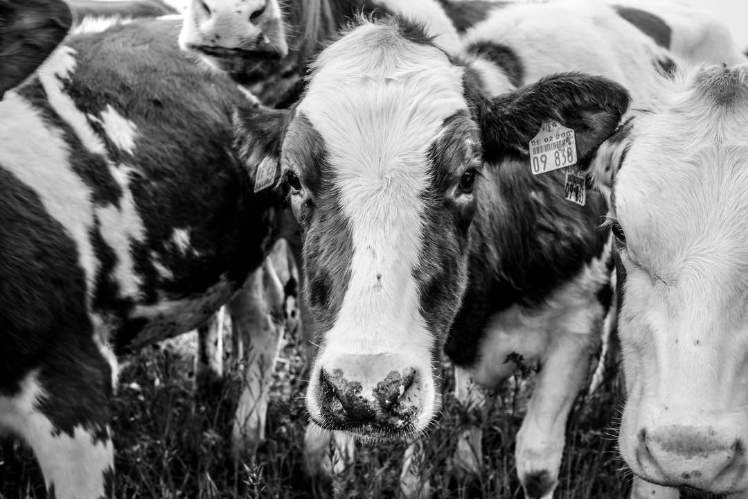 Grayscale foto van koe op grasveld legpuzzel online