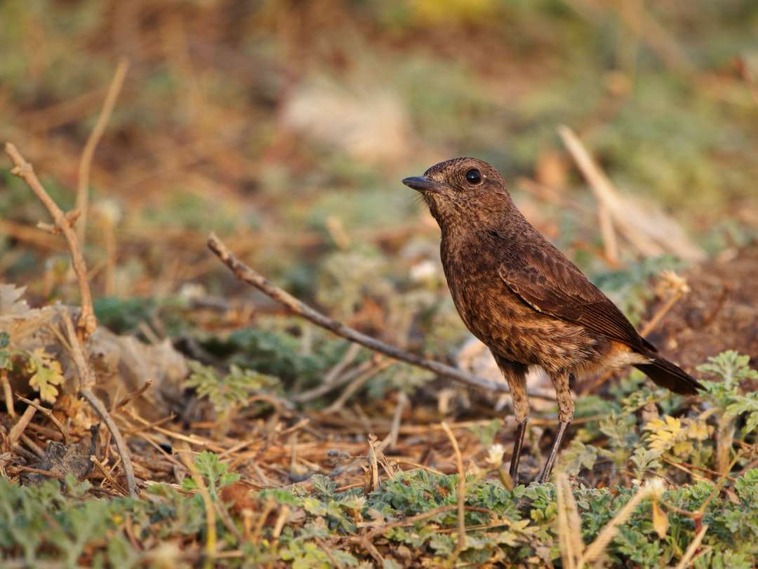 Uccello marrone su erba verde durante il giorno puzzle online