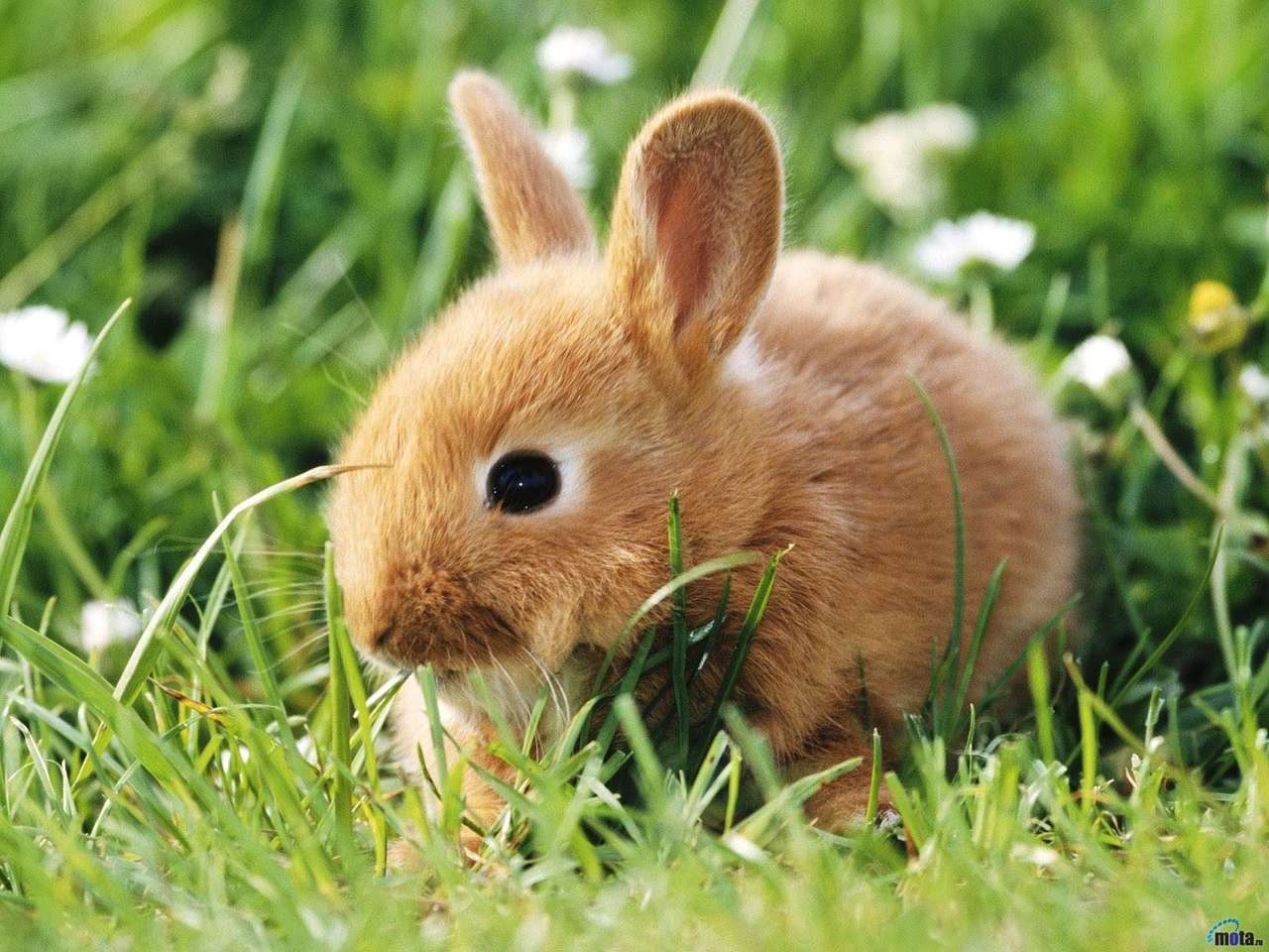 En kanin Pussel online