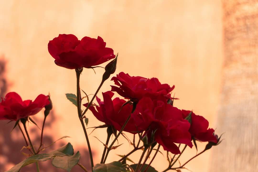 Röda rosor i närbild Pussel online
