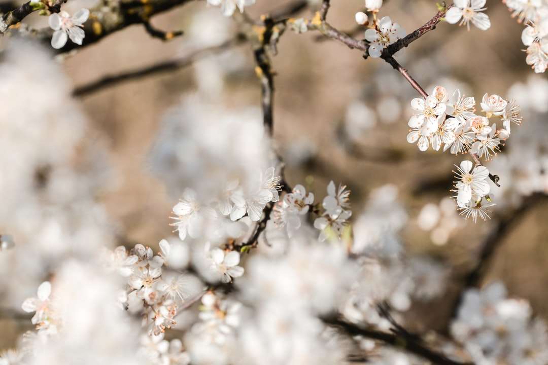 Flori albe în lentilă de schimb de înclinare puzzle online