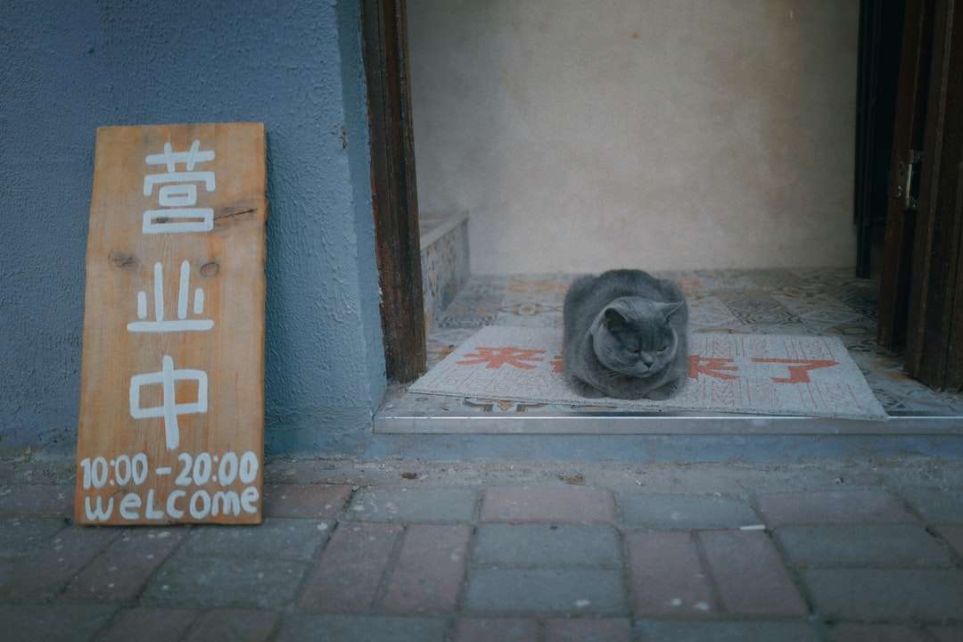 Μαύρο σύντομο σκυλί σε γκρίζο πάτωμα σκυροδέματος παζλ online