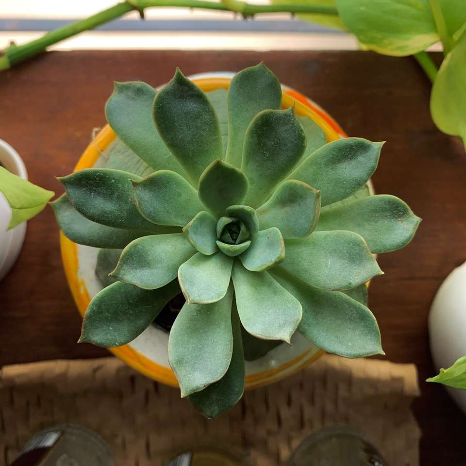 зелено сочно растение върху кафява дървена маса онлайн пъзел
