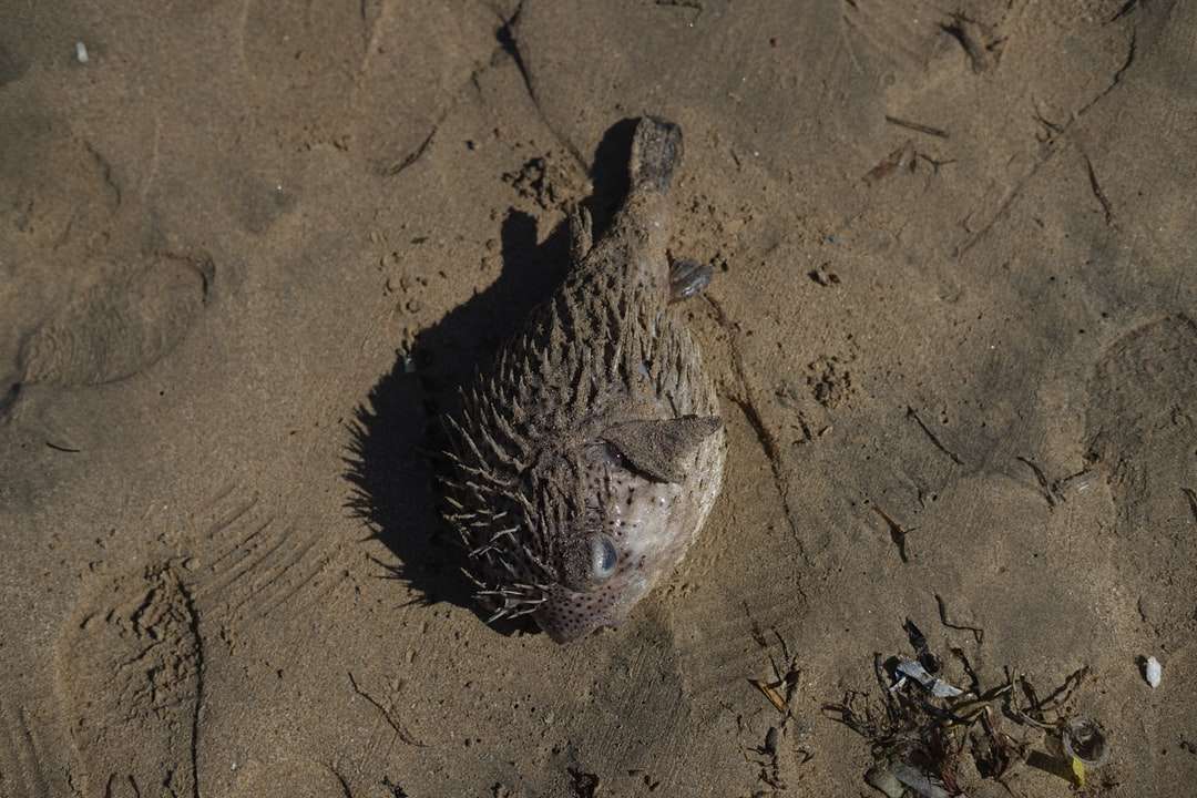 Zwart-witte schildpad op bruin zand legpuzzel online