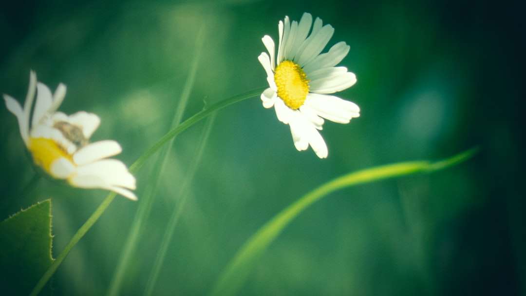 Vit Daisy i blom under dagtid pussel på nätet