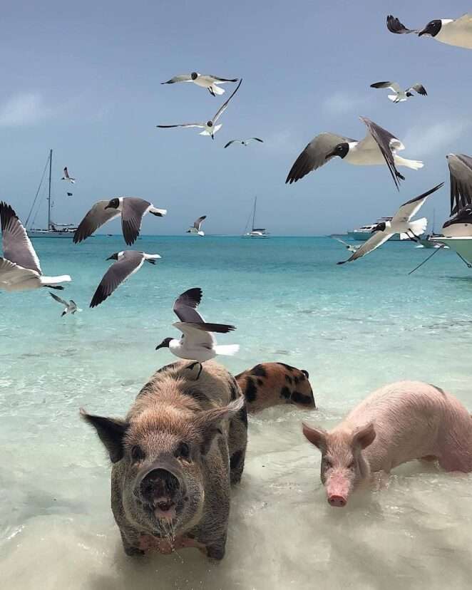 バハマで泳ぐ豚 オンラインパズル