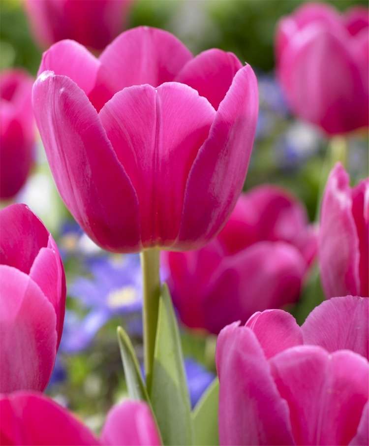 tulipanes rosados rompecabezas en línea