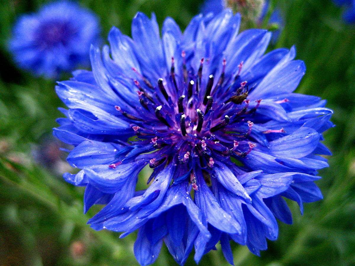 Flor azul rompecabezas en línea