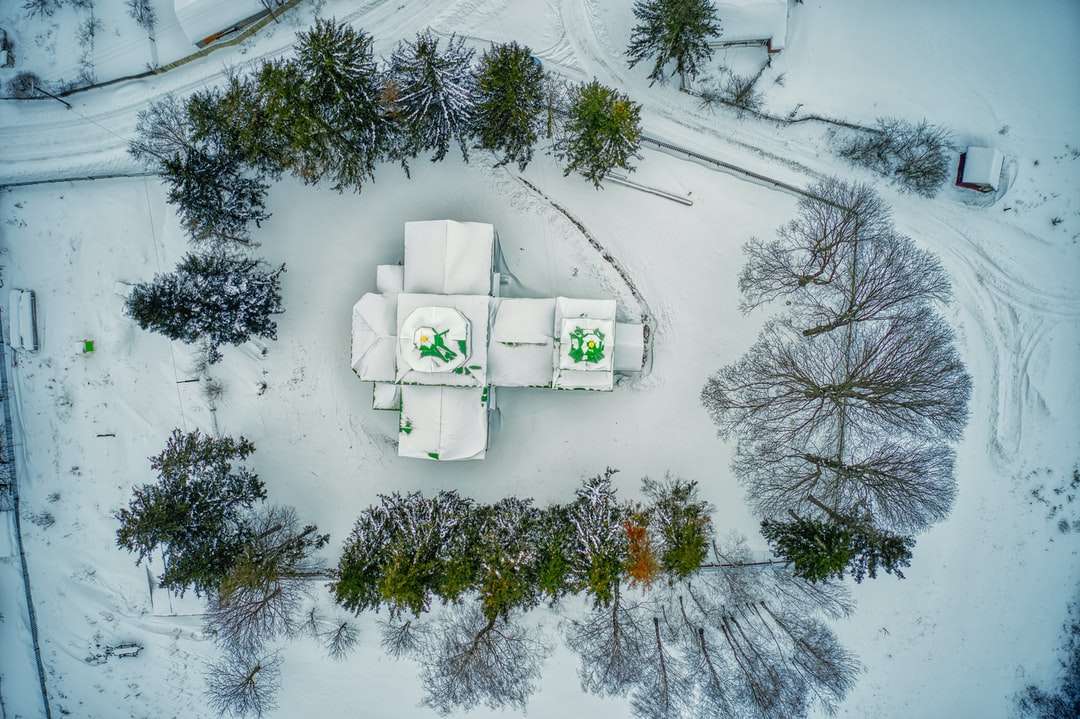 зелені дерева вкриті снігом онлайн пазл