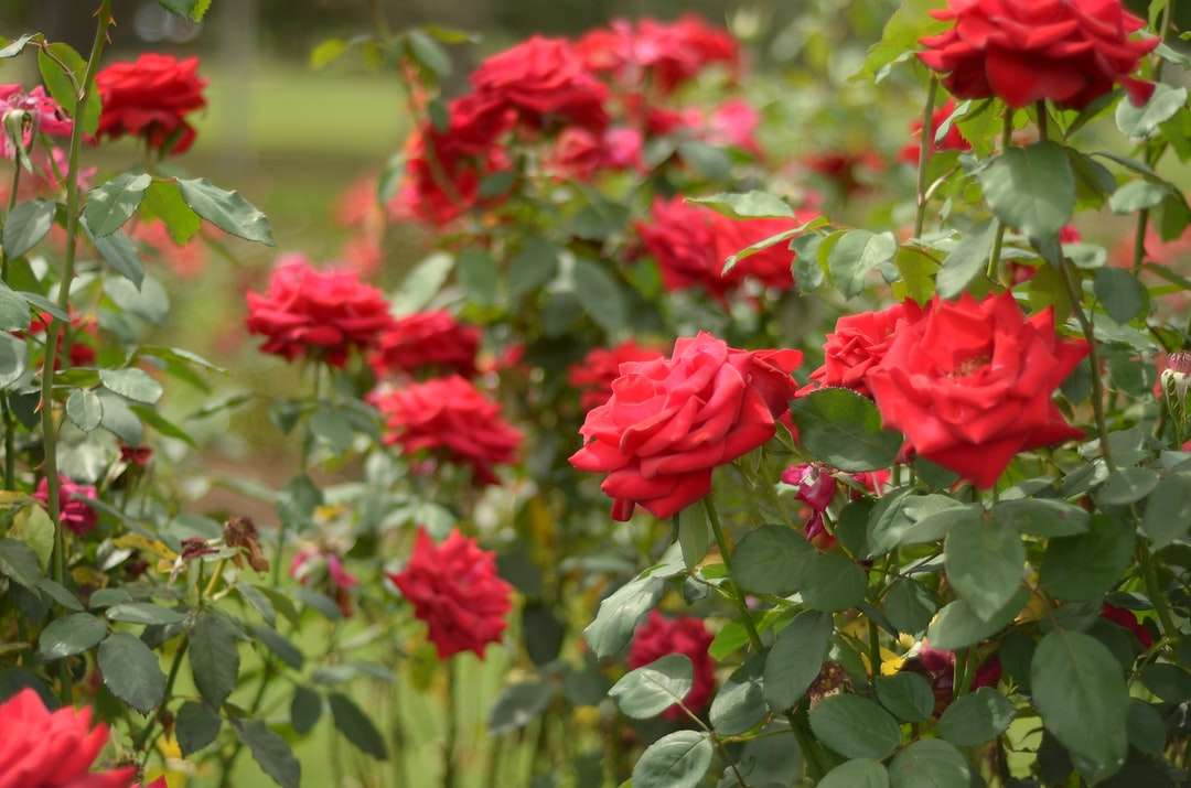 Червени цветя в леща за смяна на наклона онлайн пъзел