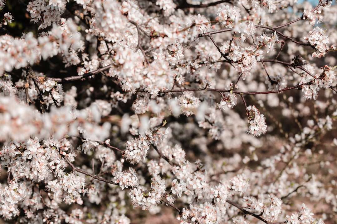 Bílý třešňový květ strom během dne skládačky online