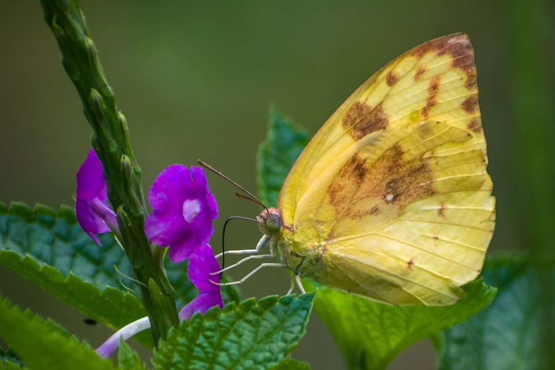 Gele vlinder neergestreken op paarse bloem legpuzzel online