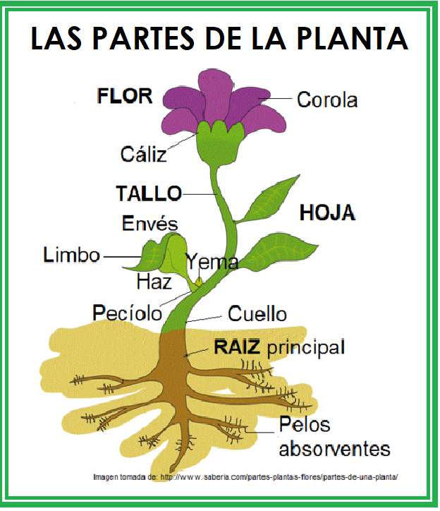 Les parties de la plante puzzle en ligne