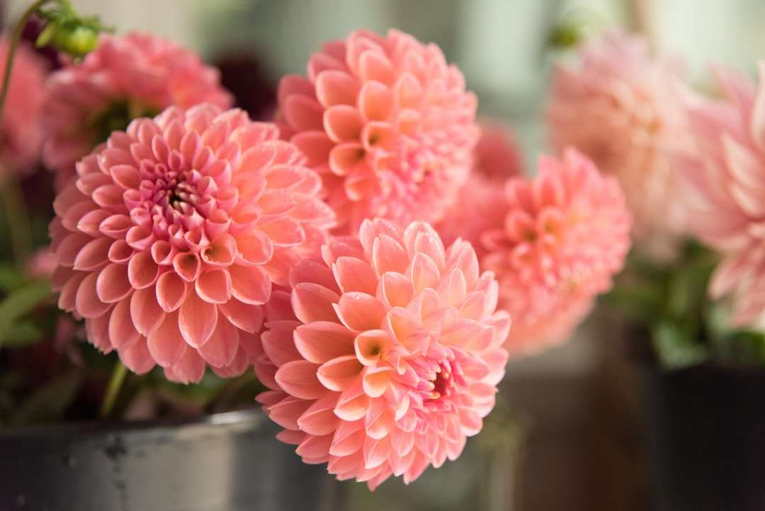 Flori roz în vaza de sticlă clară puzzle online