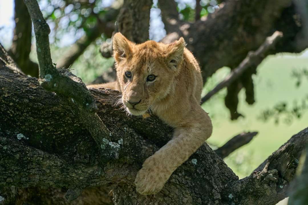 Καφέ λιοντάρι σε καφέ κορμό δέντρου κατά τη διάρκεια της ημέρας online παζλ