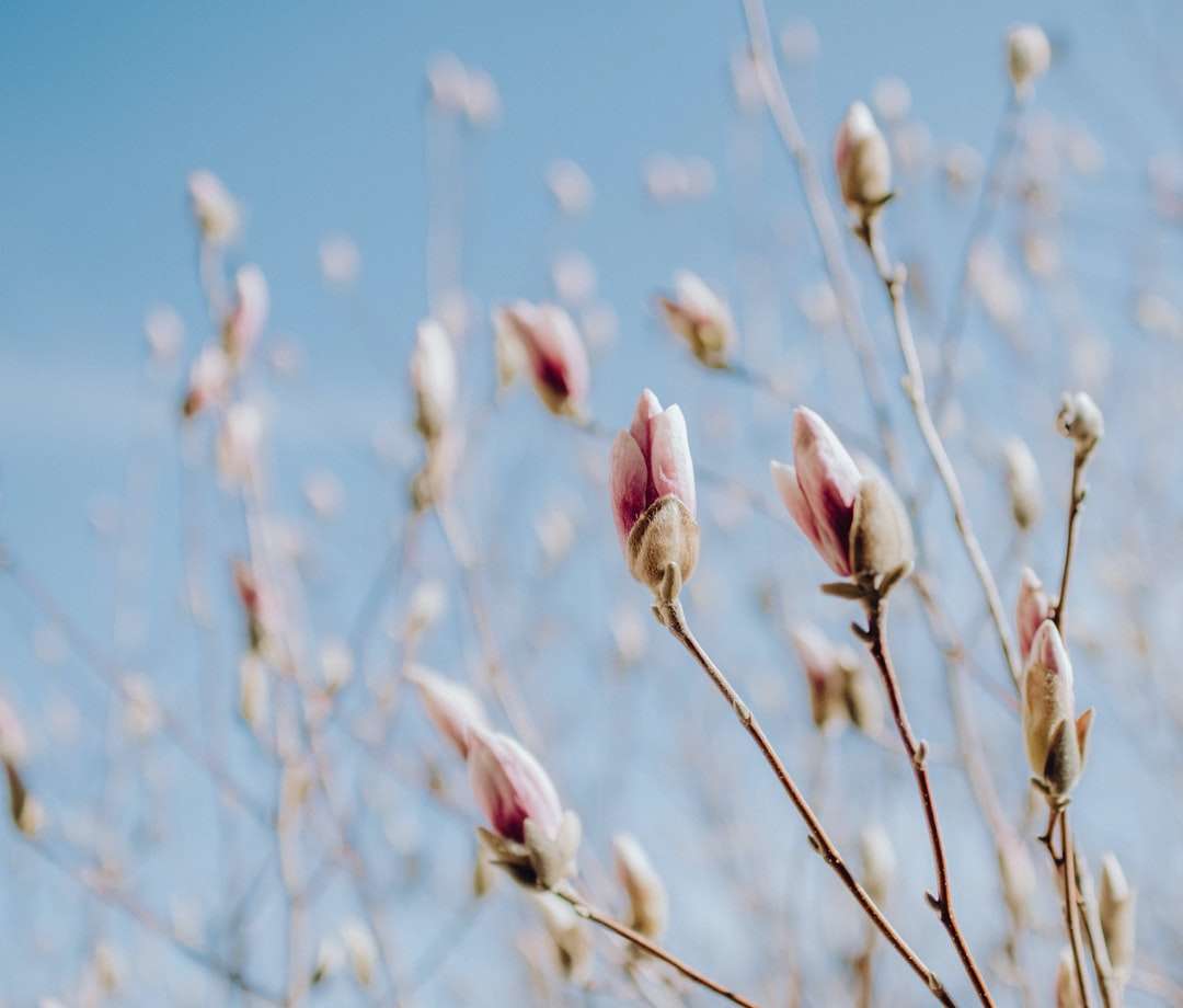 Ροζ μπουμπούκια λουλουδιών σε φακό μετατόπισης κλίσης online παζλ
