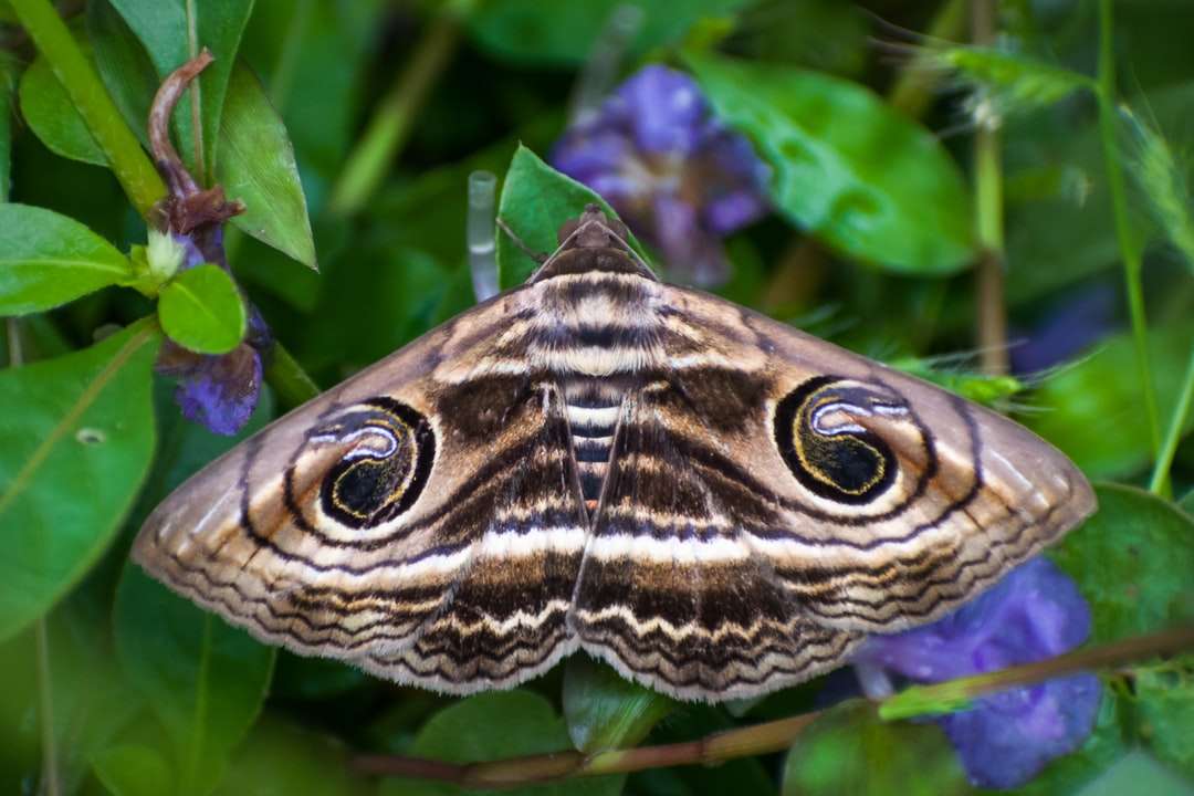Butterfly alb-negru pe planta verde puzzle online