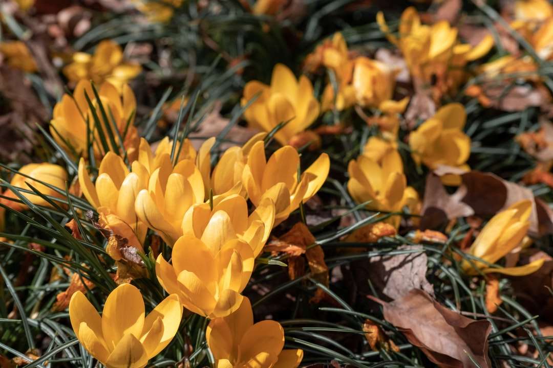 Gelbe Blumen auf braunen getrockneten Blättern Puzzlespiel online