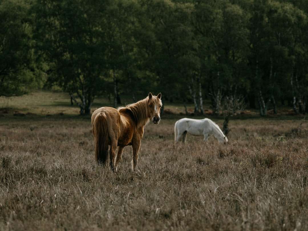 Brun häst och vit häst på brunt gräsfält Pussel online