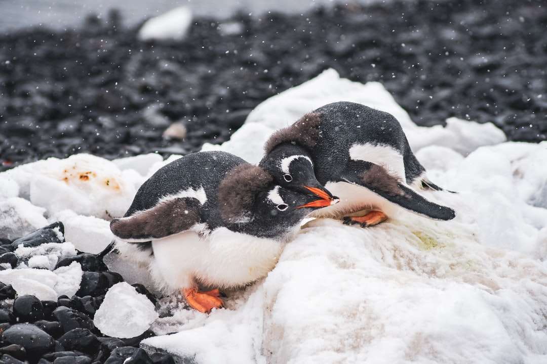 Três pinguins na terra coberta de neve durante o dia quebra-cabeças online