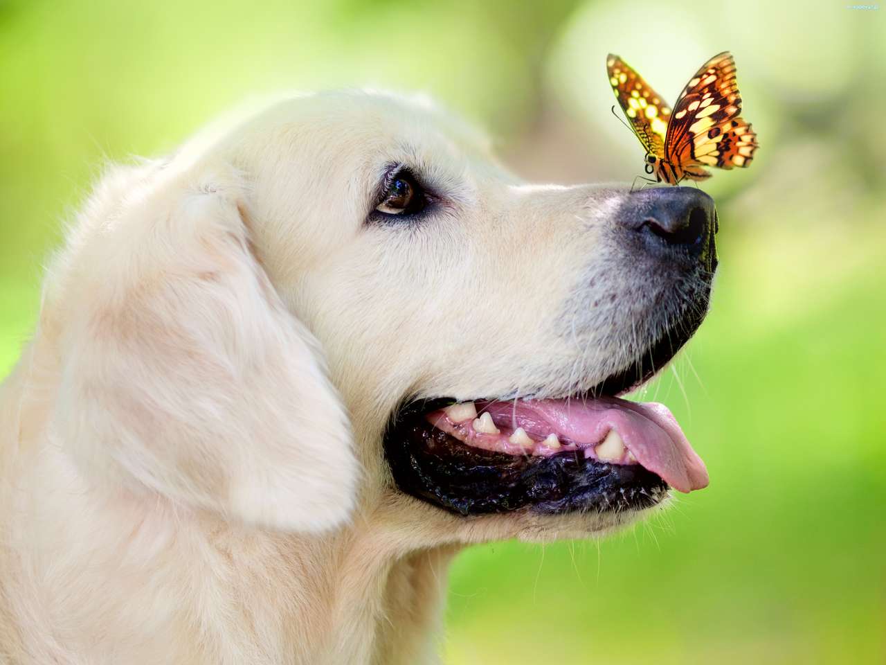 Kutya egy pillangóval kirakós online
