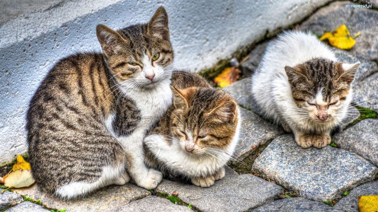 tři koťata skládačky online